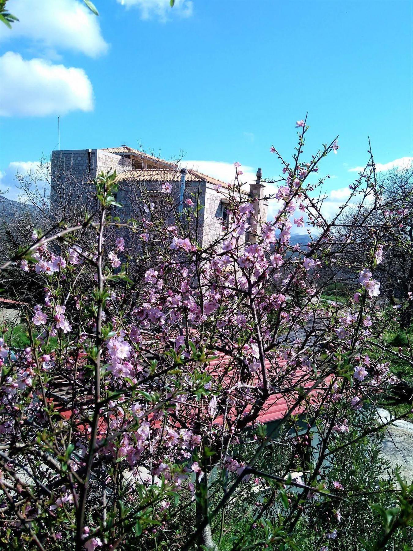 Villa Ermis - The Cretan Castello Kastellos Exterior photo